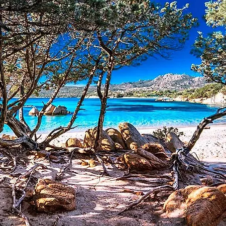 Bougainvillae Arzachena